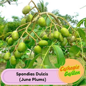 Live June Plum Tree: Exotic Tropical Fruit, Fast Growing