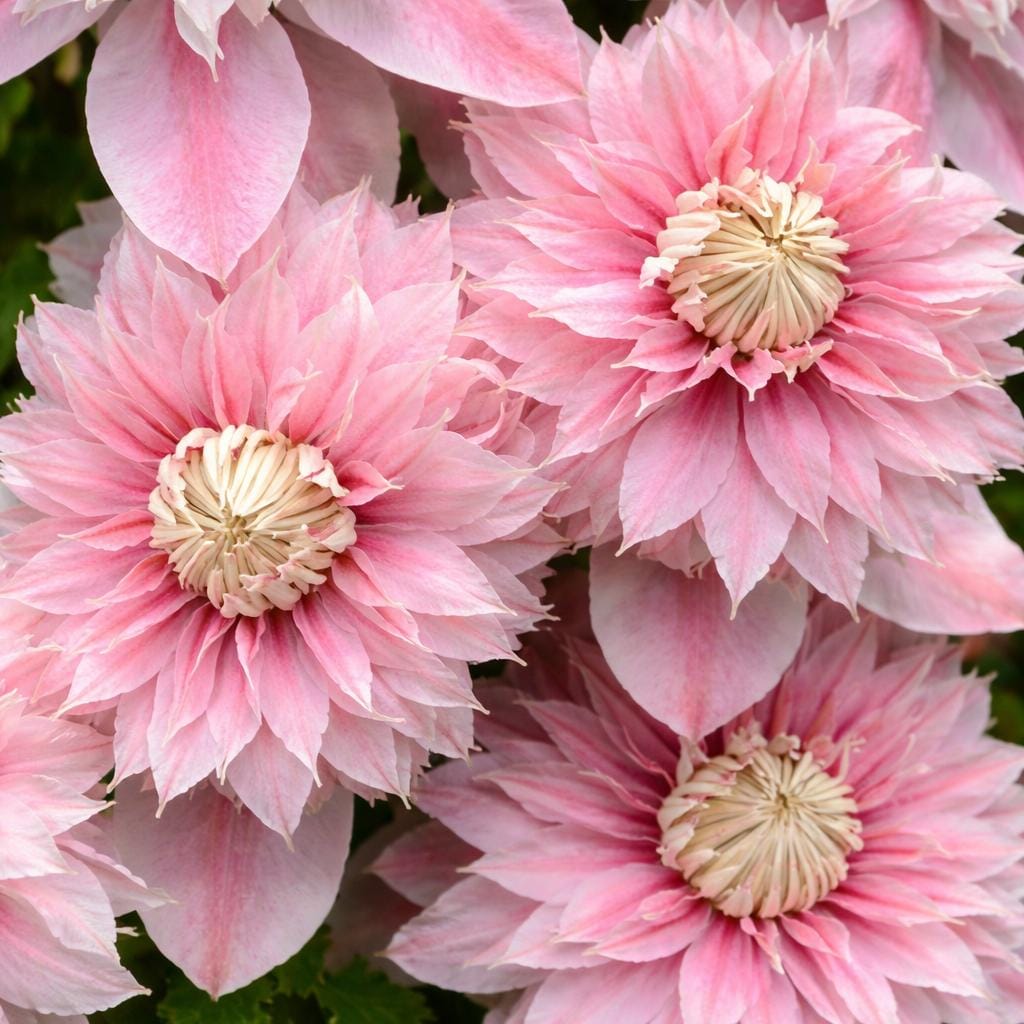Double Light Pink Clematis Seeds for Planting, 25 Seeds - Etsy