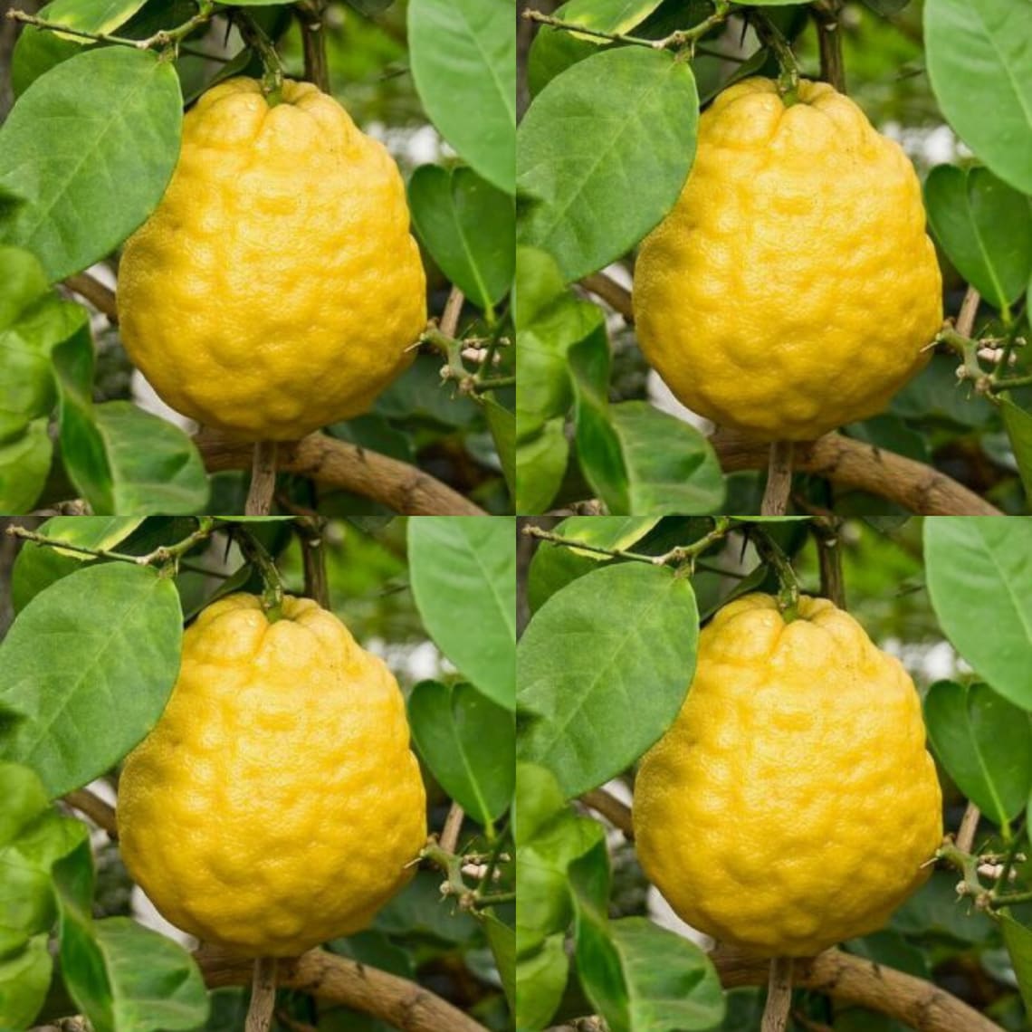 Where To Buy Lemon Tree