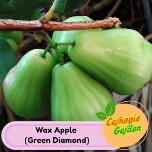 Green Diamond Wax Apple Tree – Rare Tropical Fruit Tree, Live Plant, Sweet Juicy Green Fruit, Exotic Backyard Orchard