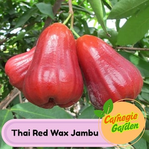 Thai Red Wax Jambu Tree – Live Wax Apple Fruit Plant (Red Rocket), Tropical Edible Fruit Tree for Garden & Patio