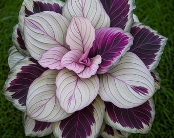 25+ Purple Beauty Calathea Seeds | Rare Exotic Foliage Plant | Tropical Indoor Houseplant Non-GMO