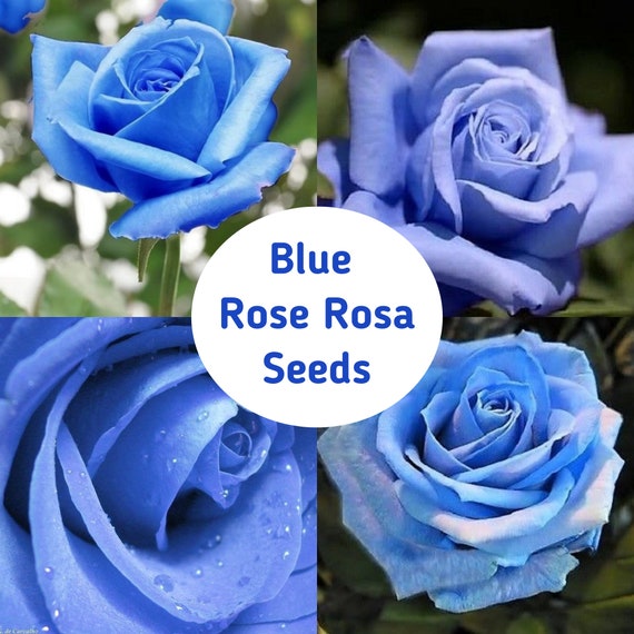Blue Rose Rosa Bush Shrub Perennial Flower Seeds For Planting Etsy