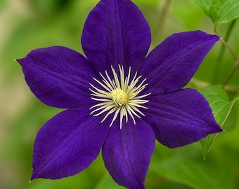 25 Double Dark Purple Clematis Seeds – Perennial Flower Seeds – US Seller