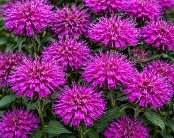 May include: A close-up of vibrant purple bee balm flowers in full bloom. The flowers have a shaggy, pom-pom-like appearance with long, thin petals. Green leaves and stems provide a contrasting backdrop to the bright blooms. The image showcases a cluster of these flowers.
