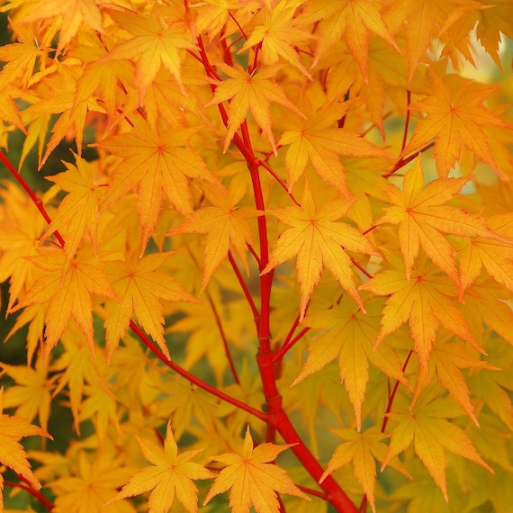 5 Acer Palmatum Japanese Maple Sango Kaku Pink Stem Seeds - Etsy