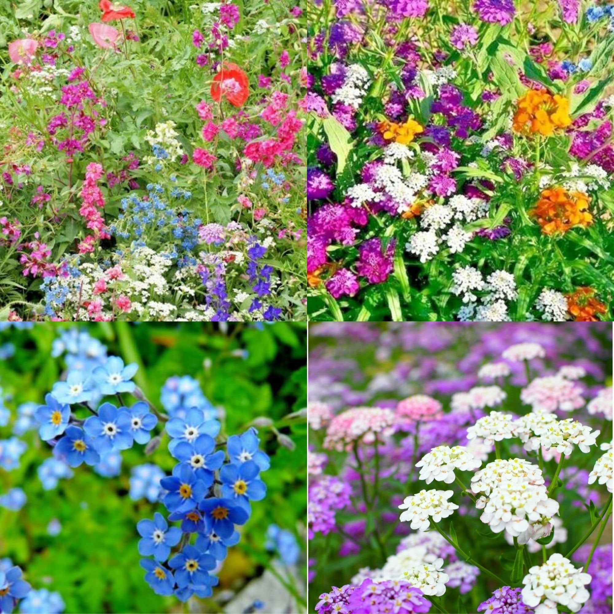 Partial Shade Wildflower Mix 18 Different Flower Seeds Get Etsy