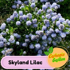 Early Blooming Skyland Lilac Seeds – Heirloom Shrub, Fragrant and Beautiful Blooms, Early Spring Flowering | 25 Seeds