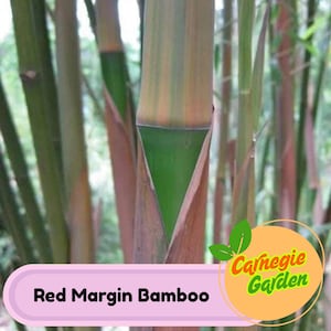 50 Red Margin Bamboo Seeds Privacy Garden Clumping Exotic Seeds