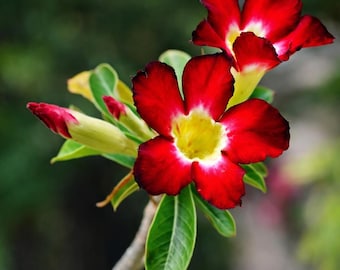 Red Taiwan Adenium Obesum Desert Rose Live Plant