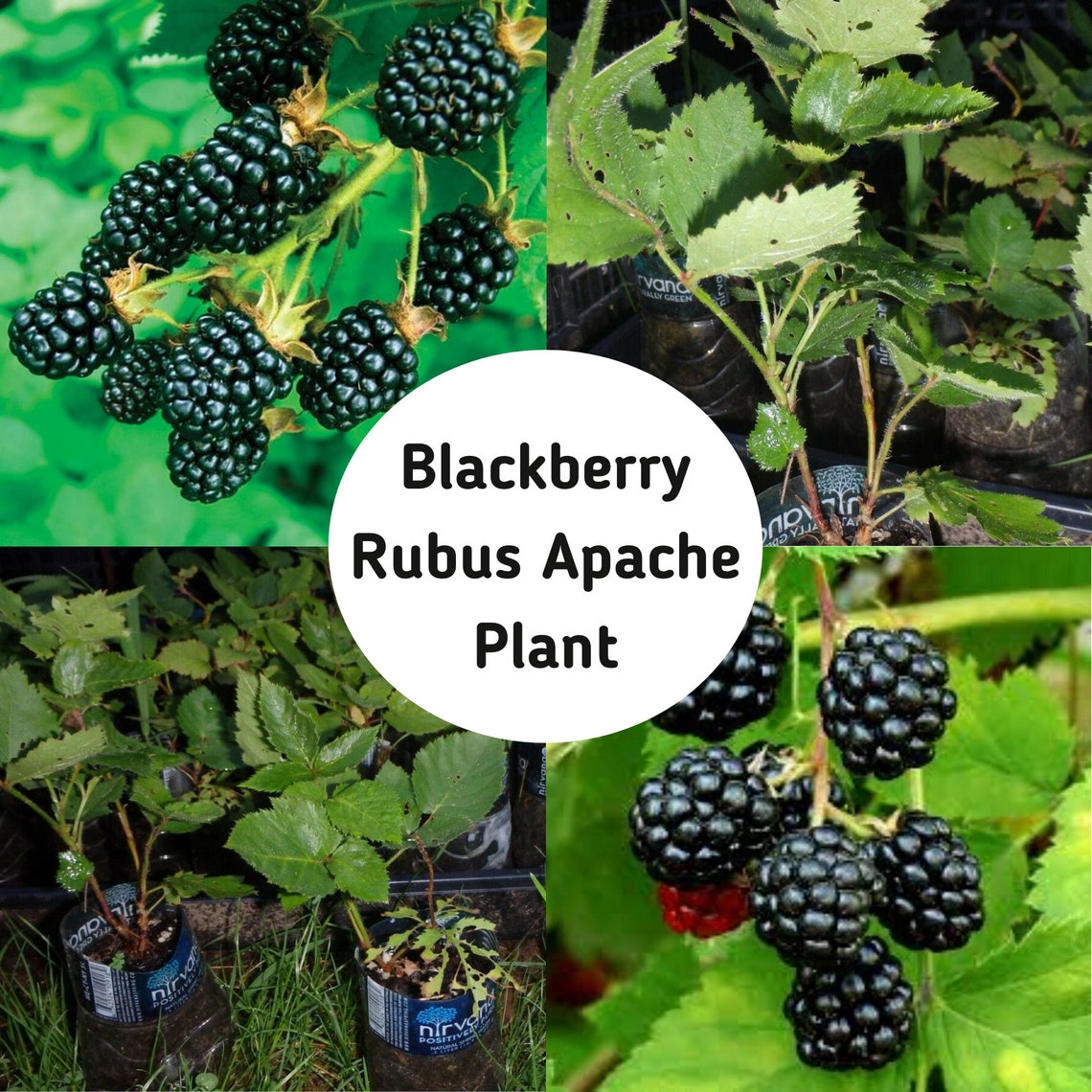 Apache Blackberry Rubus Fruit Tree For Planting Get 1 Year Etsy