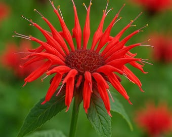 Bright Red Bee Balm Seeds: Hummingbird & Pollinator-Friendly Perennial