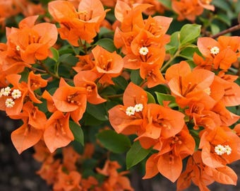 Orange Bougainvillea Live Plant: Tropical Flowering Vine (25-30")