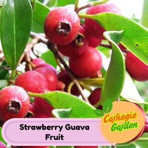 Strawberry Guava Tropical Fruit Trees - Exotic Garden Plants