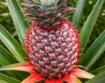 Sugar Loaf Pineapple Plant: (1) Live Tropical Fruit, Ananas Comosus - Etsy