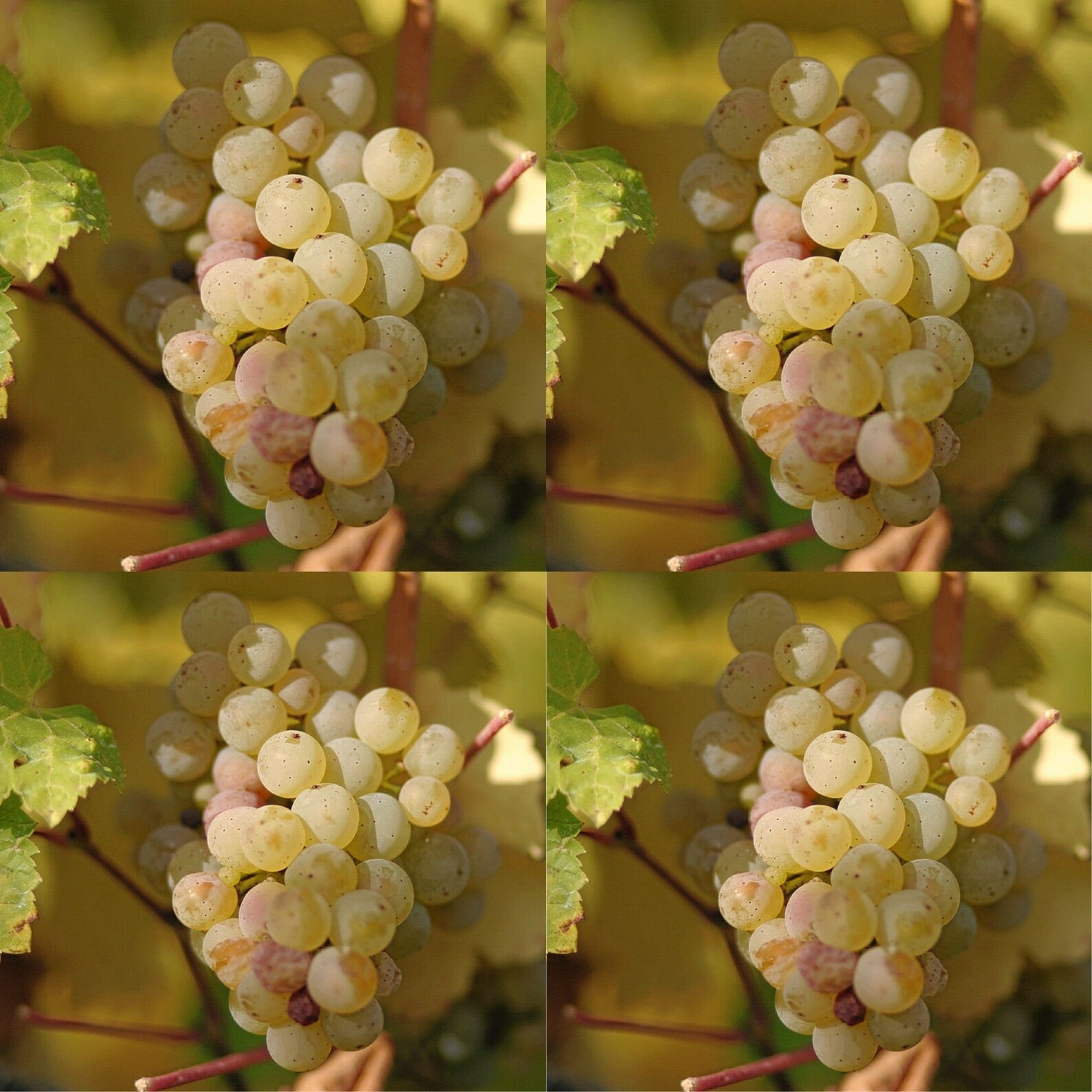 Vitis Vinifera Riesling Wine Grape Seeds Obtener 5 semillas Etsy
