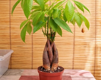 Money Tree Braided | Lucky Plant | Water Chestnut | Indoor & Outdoor Live  Tropical Houseplant | Rooted Easy Care Plant in 4, 6 or 8 Inch Pot - Etsy
