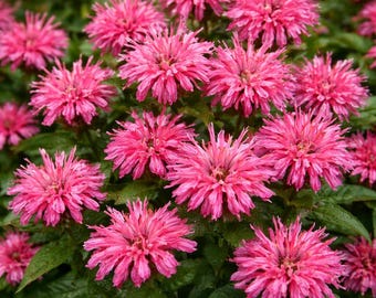 May include: Close-up of vibrant pink bee balm flowers in full bloom. The flowers have a spiky, pom-pom-like appearance and are surrounded by green foliage. The image showcases a cluster of these eye-catching flowers.