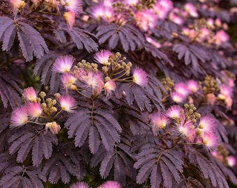 10 Albizia Julibrissin Summer Chocolate Mimosa Silk Tree Seeds