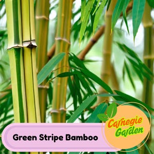 50 Green Stripe Bamboo Seeds Privacy Garden Clumping Exotic Seeds