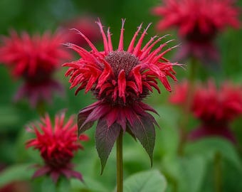 May include: Close-up of a vibrant red bee balm flower with spiky petals and a dark center. The flower is surrounded by green foliage, creating a natural and colorful scene. The image showcases the beauty of nature.