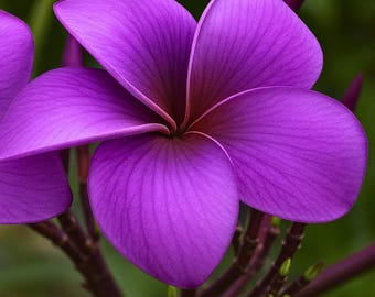 5 Purple Plumeria Perennial Flower Seeds
