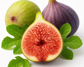 Celeste Sugar Fig Seeds: Sweet, Hardy Variety for Home Growing - Etsy