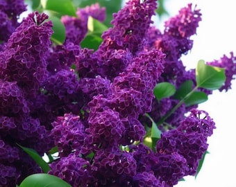 25 Dark Purple Lilac Tree Fragrant Hardy Perennial Flowers Seeds
