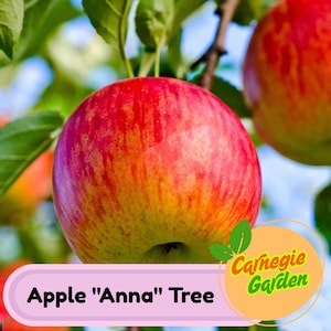 Anna Apple Tree – Low Chill Live Fruit Tree for Warm Climates, Sweet Crisp Apples, Early Harvest & Self-Pollinating