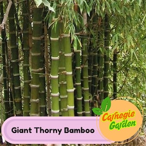 50 Giant Thorny Bamboo Seeds Privacy Garden Climbing Exotic Seeds