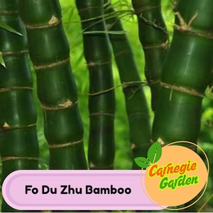 50 Fo Du Zhu Bamboo Seeds Privacy Garden Clumping Exotic Seeds
