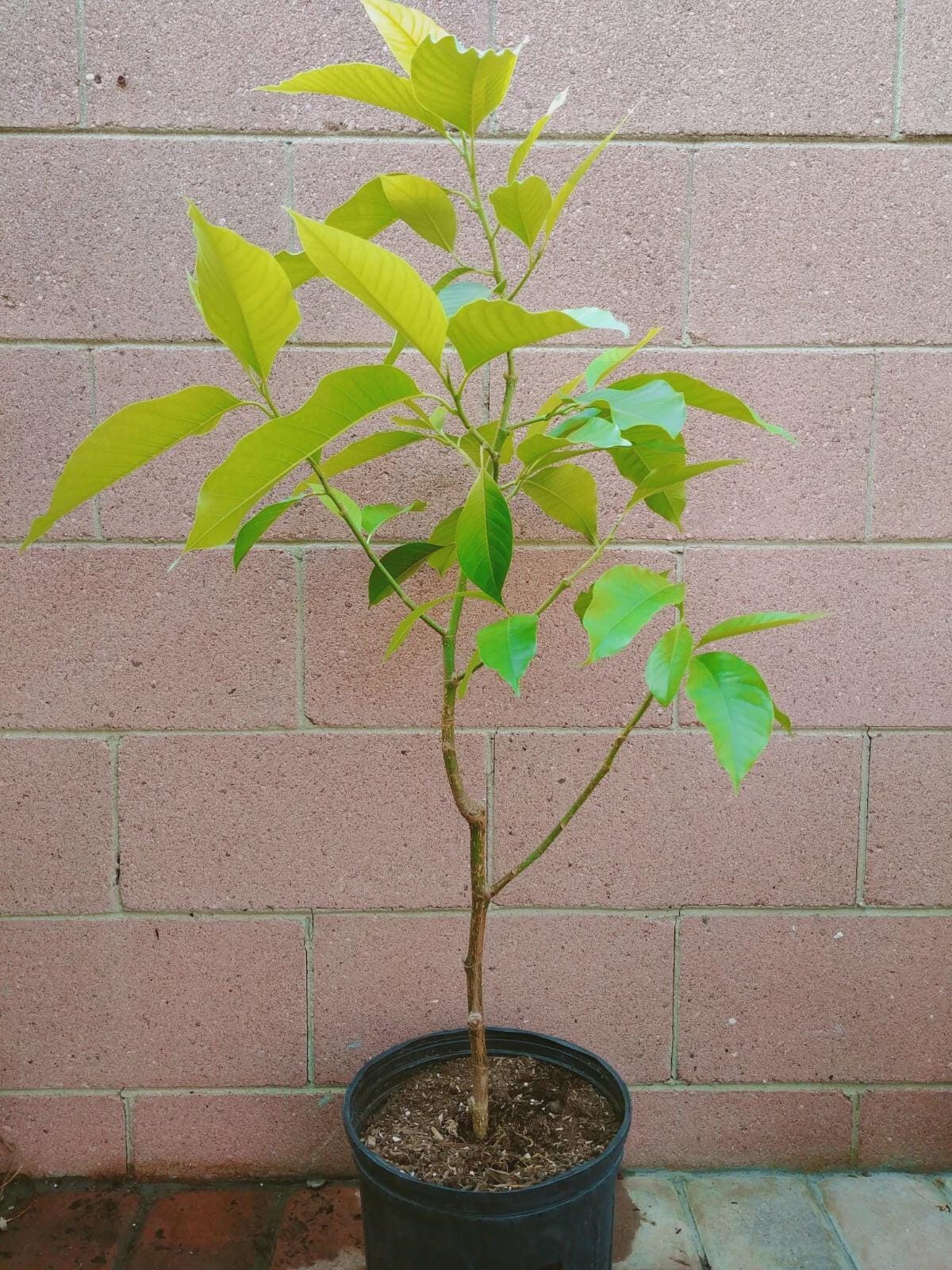 Fragrant White Champaca Tree: Michelia Alba Magnolia Live Plant (30-36 ...