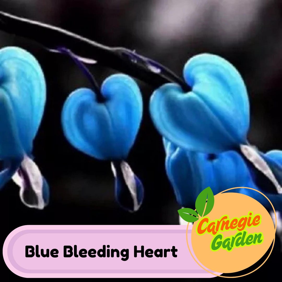 25 Blue Bleeding Heart Perennial Flowers Seeds - Etsy