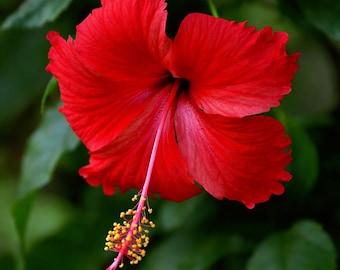 Red Lipstick Hardy Hibiscus Live Plants