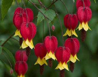 25 Red Yellow Bleeding Heart Perennial Flowers Seeds