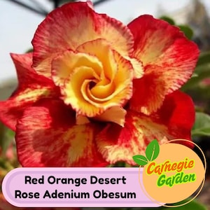 4 Red Orange Desert Rose Adenium Obesum Perennial Flower Seeds