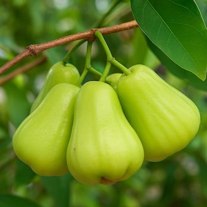 Green Diamond Wax Apple Tree - Rare Tropical Fruit Live Plant