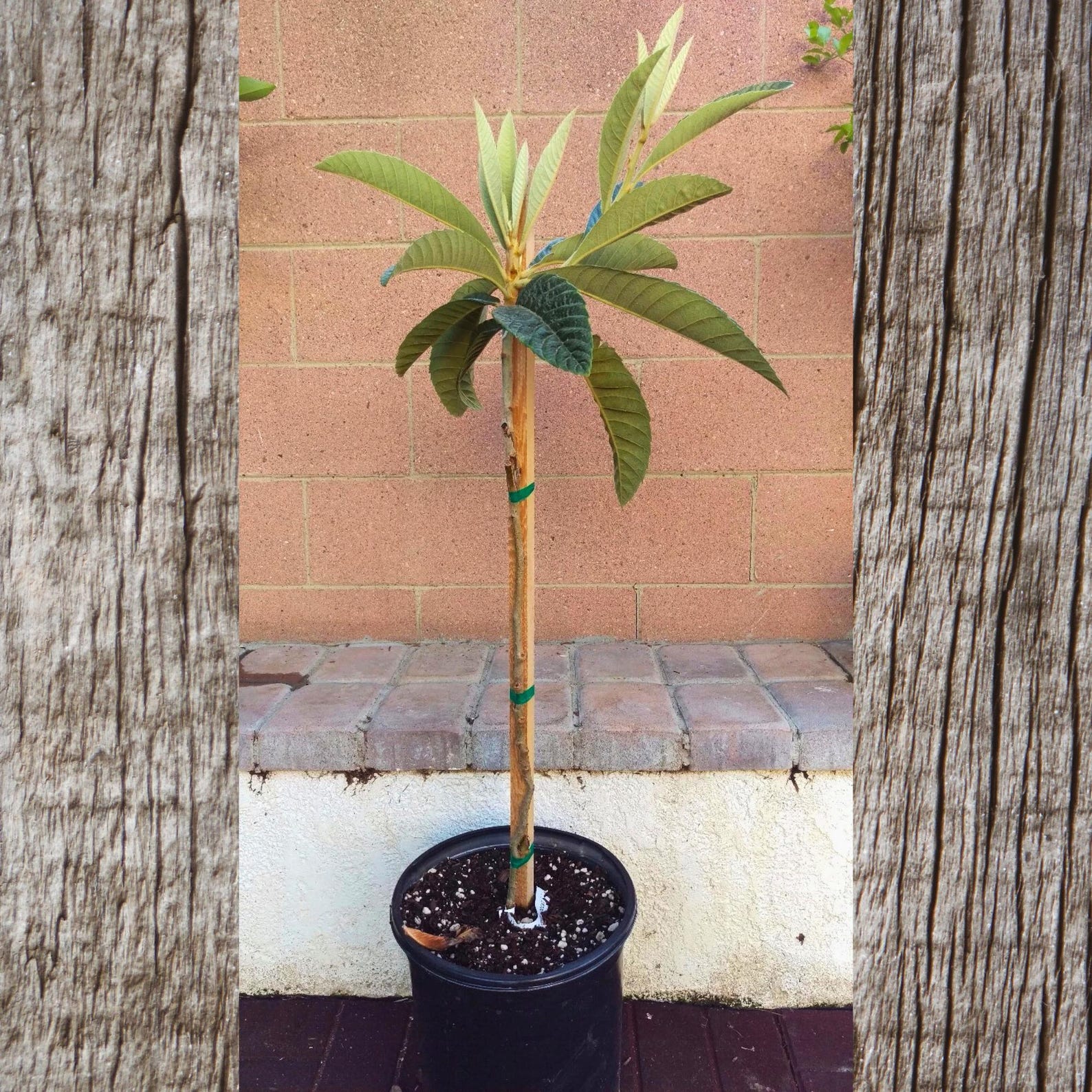 Big Jim Loquat Tree: Grafted Cold Hardy Tropical Fruit - Etsy