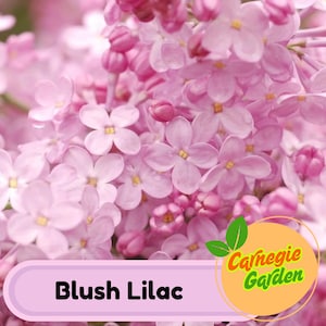 Early Blooming Blush Lilac Seeds – Heirloom Shrub, Fragrant and Beautiful Blooms, Early Spring Flowering | 25 Seeds