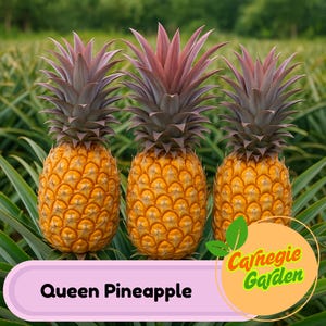 15+ Queen Pineapple Seeds – Rare Tropical Fruit, Sweet & Crisp Flesh, Exotic Garden Plant, Non-GMO, Easy to Grow