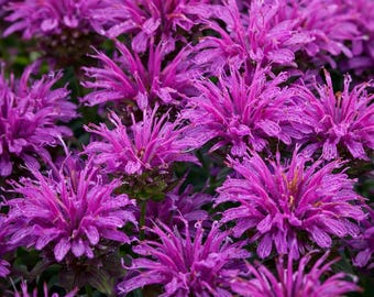 May include: Close-up of vibrant purple bee balm flowers in full bloom. The flowers have a unique, spiky appearance and are densely packed together. The image showcases the rich color and texture of the blossoms, perfect for a garden or floral arrangement.