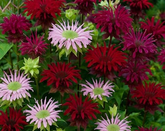 May include: A vibrant close-up of bee balm flowers in various shades of red and pink, with green foliage. The flowers have a spiky, radial petal arrangement, creating a textured and eye-catching display. The image showcases the natural beauty of these garden blooms.