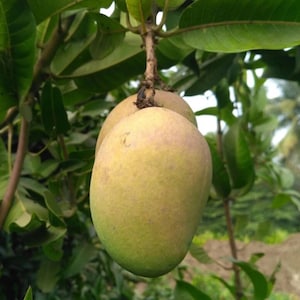 Rare Mallika Mango Tree : Grafted, Fiberless, Cold Hardy - Live Tropical Fruit