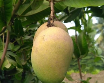 Rare Mallika Mango Tree : Grafted, Fiberless, Cold Hardy - Live Tropical Fruit