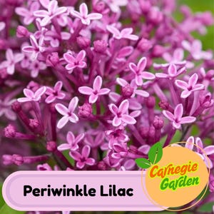 Early Blooming Periwinkle Lilac Seeds – Heirloom Shrub, Fragrant and Beautiful Blooms, Early Spring Flowering | 25 Seeds