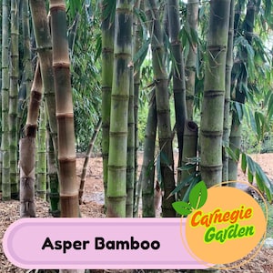 50 Asper Bamboo Seeds Privacy Garden Clumping Exotic Seeds