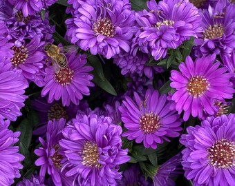 Purple Gem Marigold Seeds: Garden Flower Planting Essentials (25+)