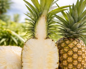 3 Kona Sugarloaf Pineapple Starter Plants - Edible Fruit Bush - Etsy