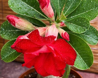 Taiwan Adenium Obesum Desert Rose Live Plant