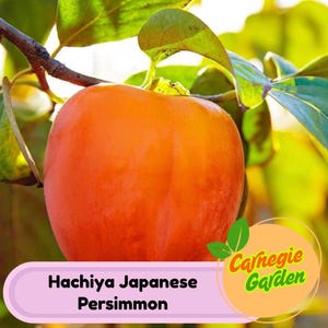 Hachiya Japanese Persimmon Tree: Cold Hardy, Sweet Astringent Fruit